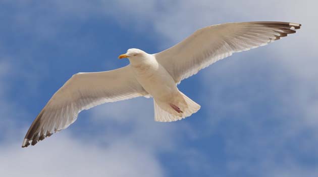 Flight to freedom