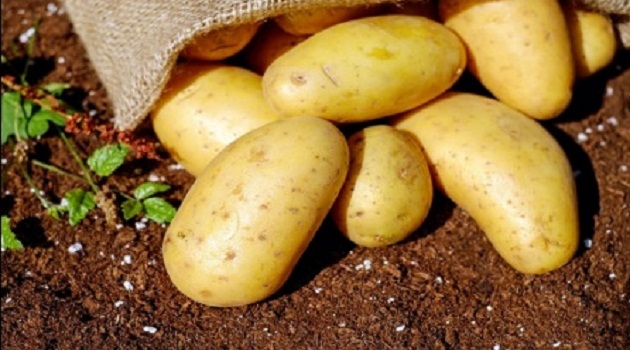 Potato trending for higher prices