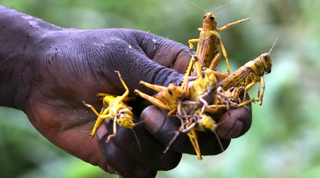 A swarm of the ravenous insects can consume as much food in a day as 35,000 people, with FAO estimating that they will impact the livelihood of one in ten people on the planet, which makes them the world’s most dangerous migratory pest.