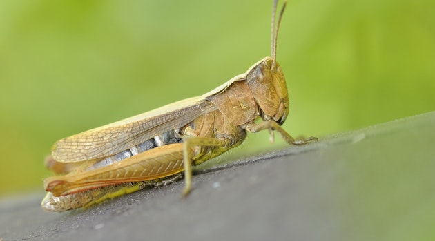 Locusts wipe out crops and pastures, damaging food supply and livelihoods.