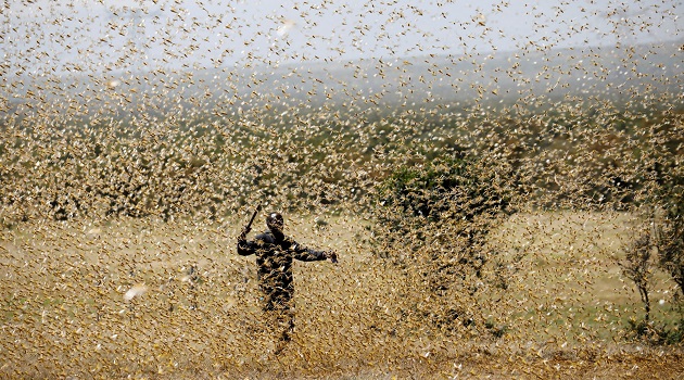 Locusts wipe out crops and pastures, damaging food supply and livelihoods. 